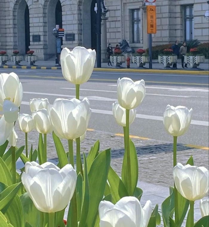 Ảnh avatar hoa tulip trắng đẹp