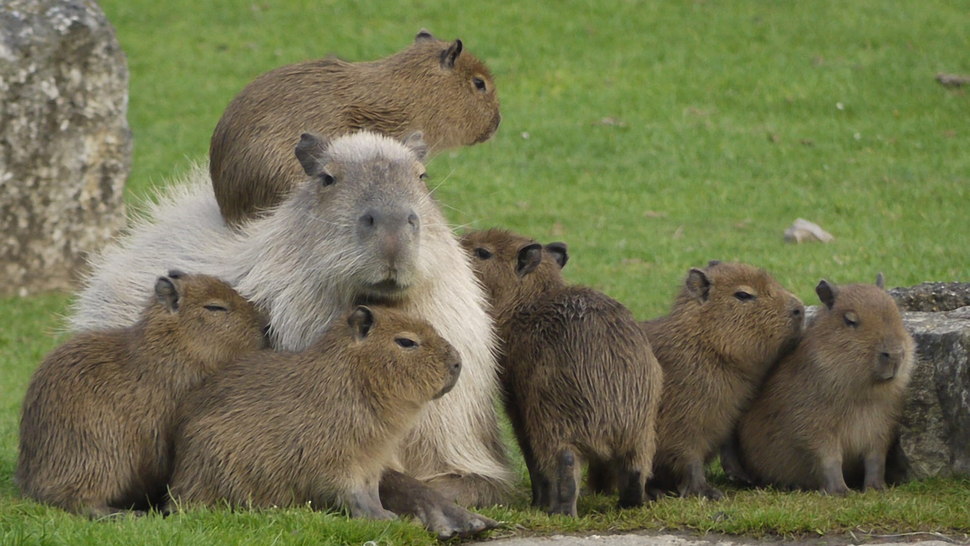 Ảnh hình nền máy tính Capybara cute