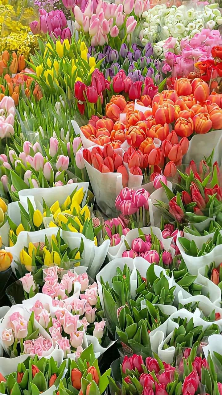 Ảnh hoa tulip hình nền