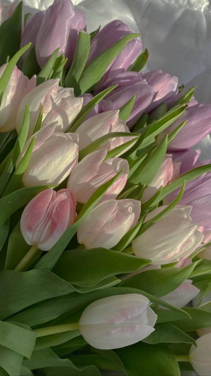 Ảnh hoa tulip làm hình nền điện thoại