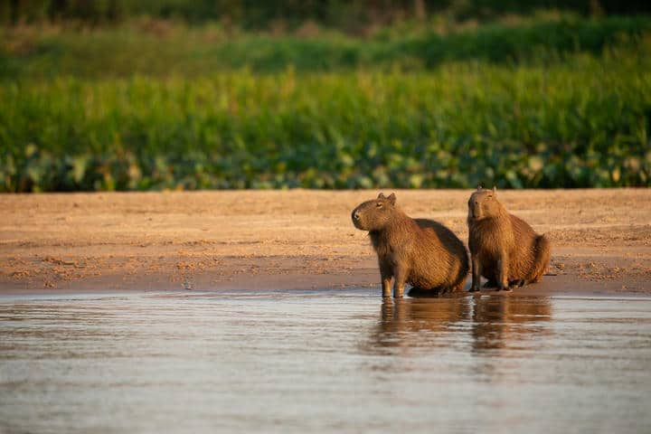 Hình nền Capybara cho máy tính