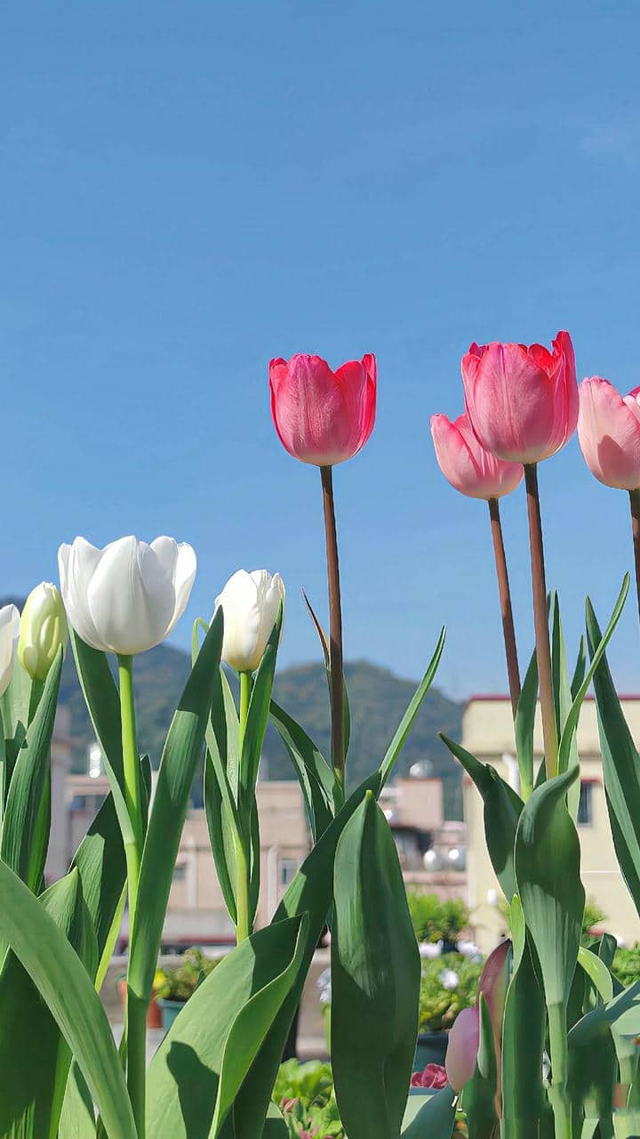 Hình nền bông hoa tulip