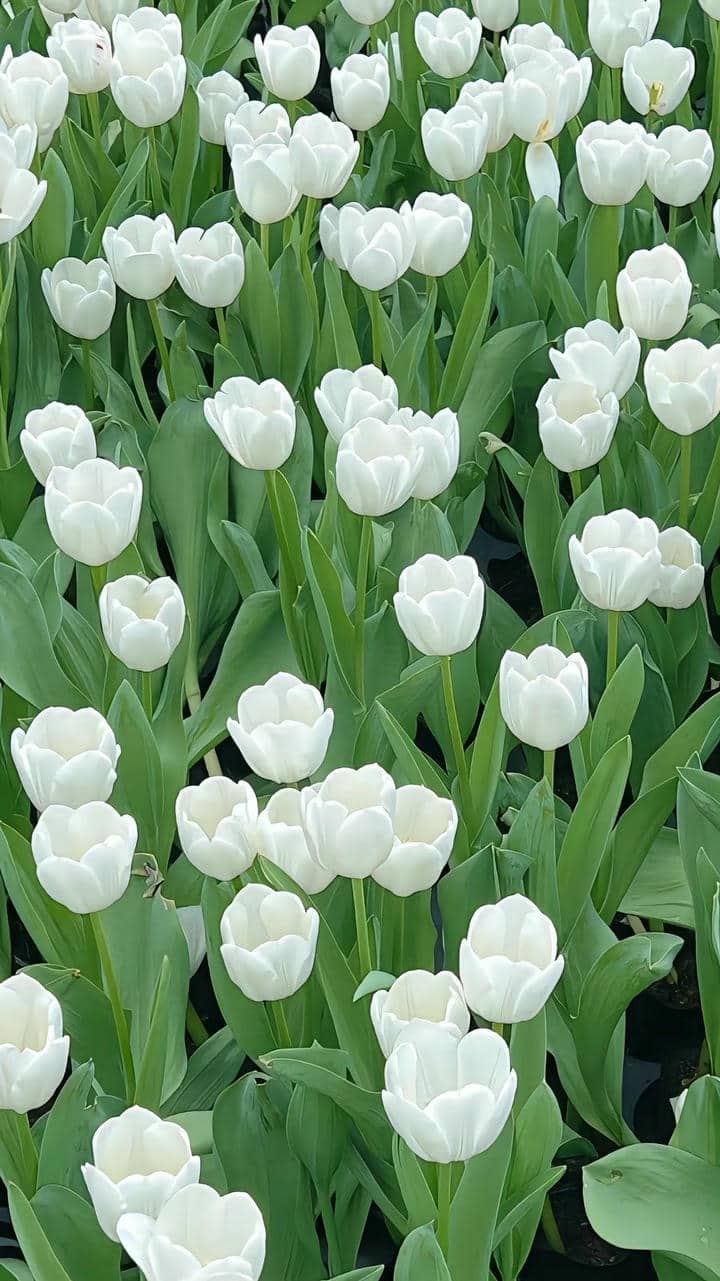 Hình nền điện thoại hoa tulip trắng