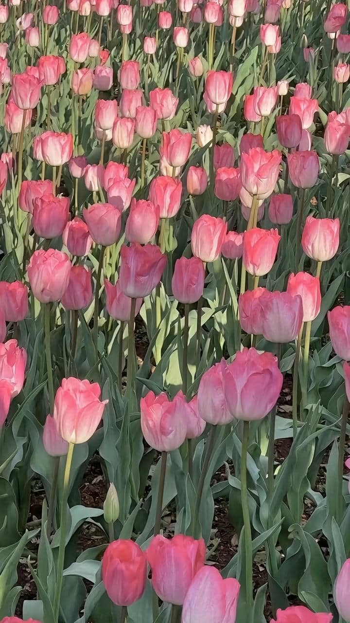 Hình nền hoa tulip đơn giản