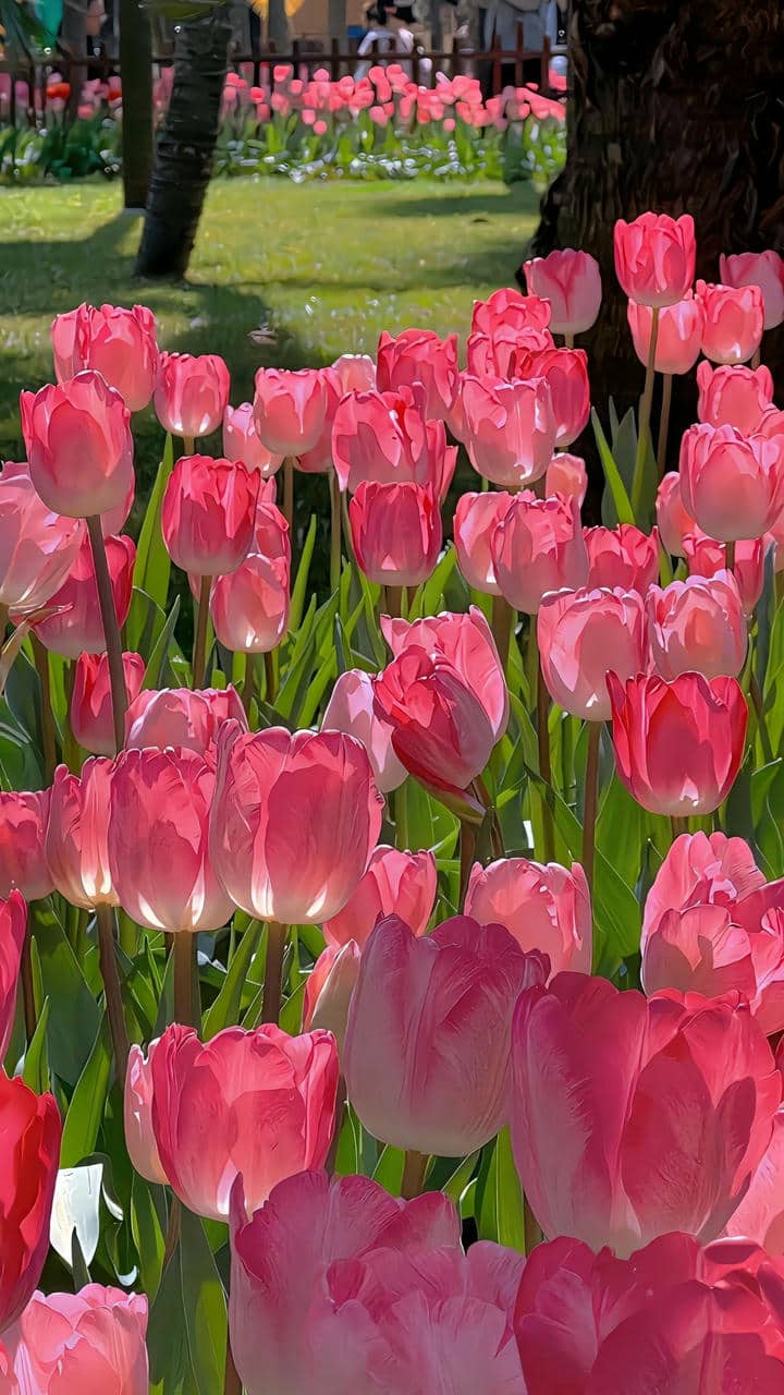 Hình nền hoa tulip full hd