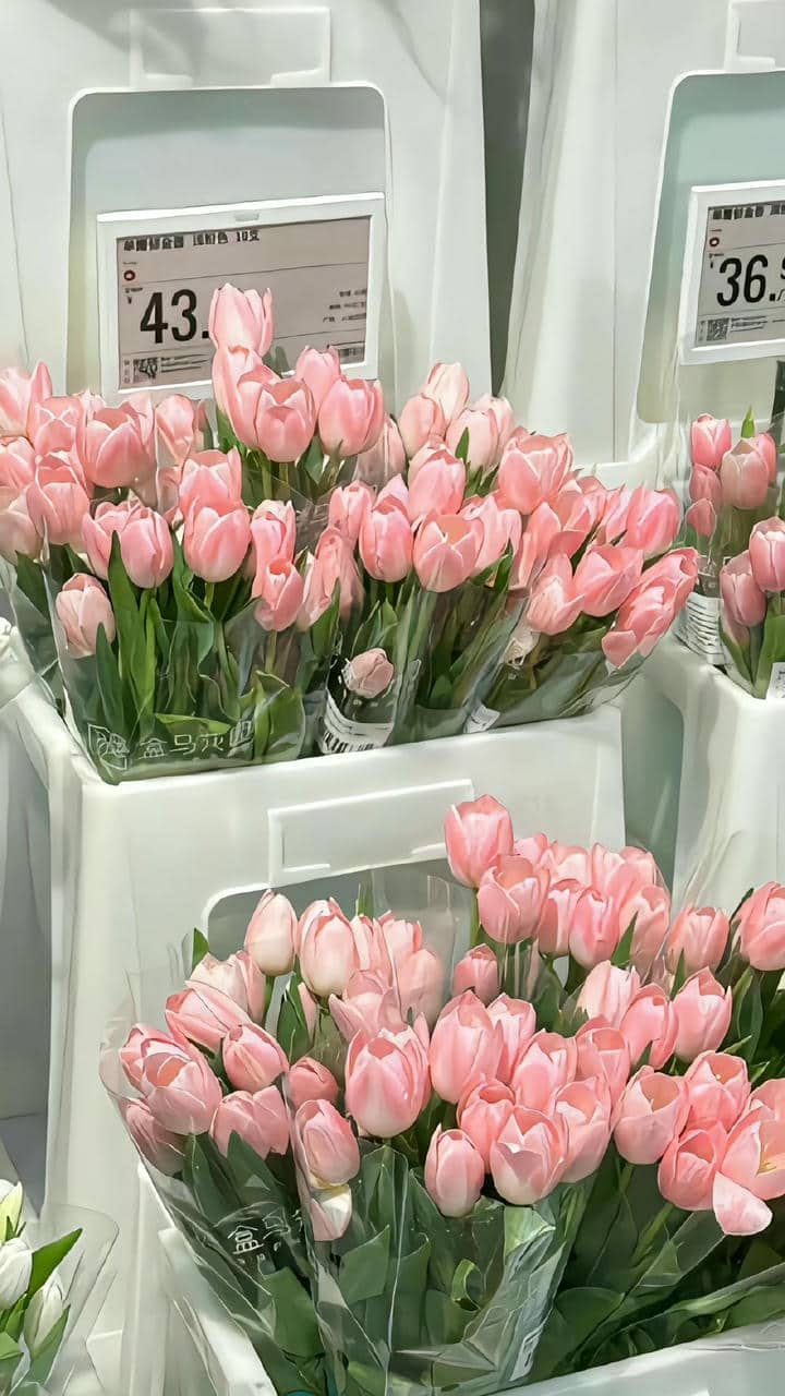 Hình nền hoa tulip màu hồng