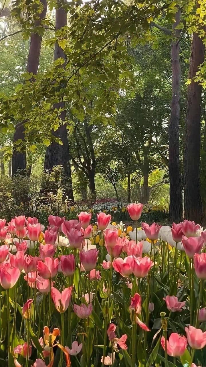 Hinh nen hoa tulip