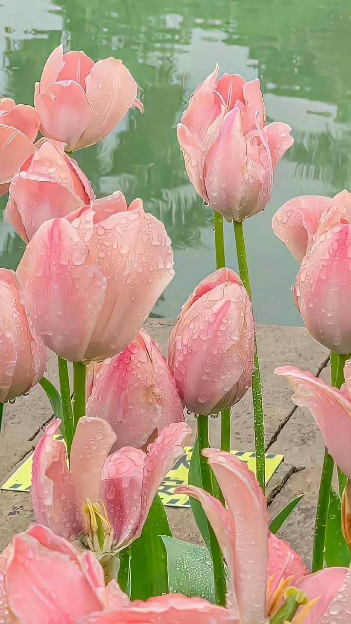 Hình nền iphone hoa tulip