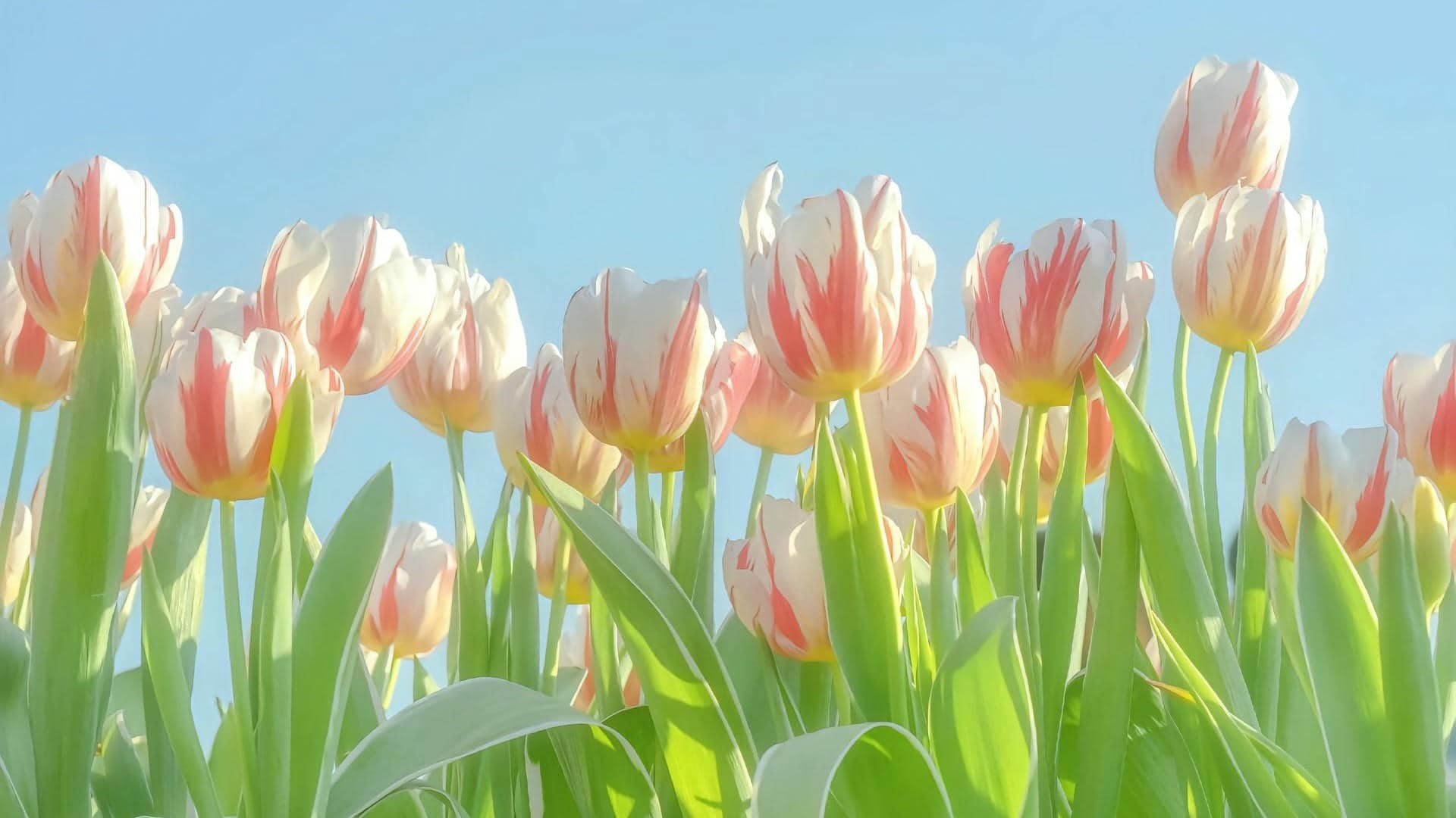 Hình nền máy tính hoa tulip 4k