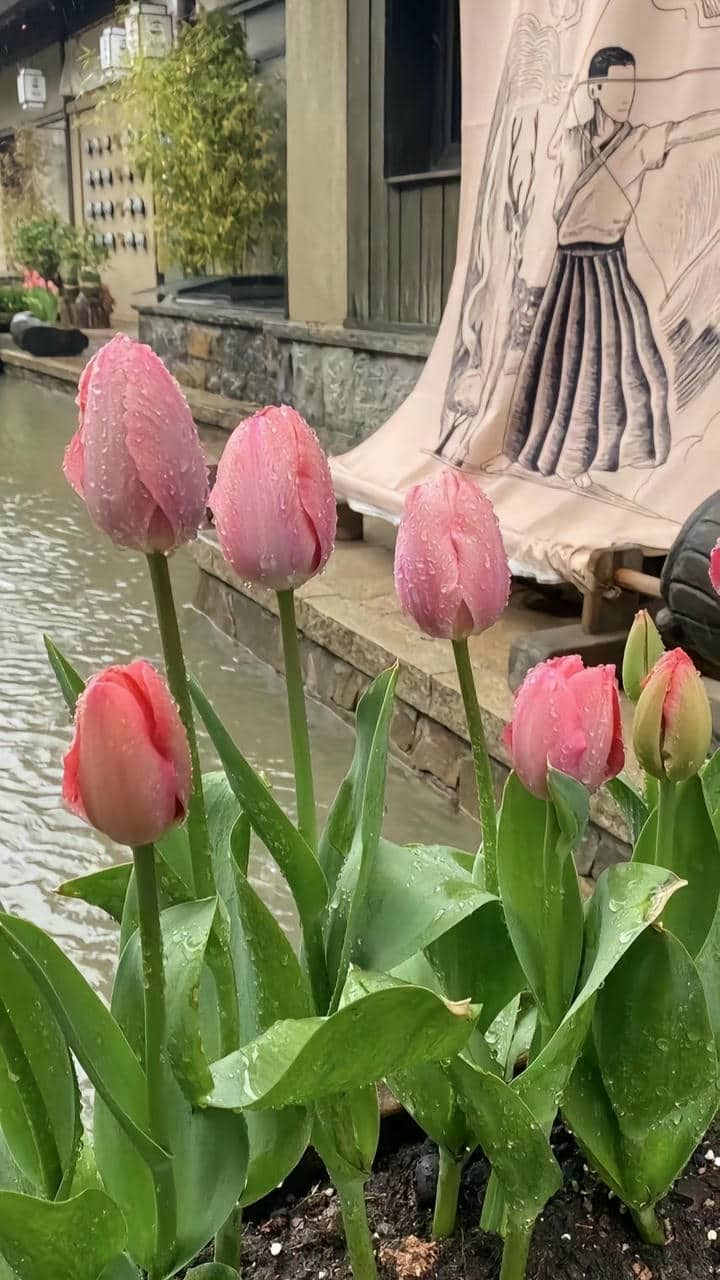 Hoa tulip làm hình nền điện thoại