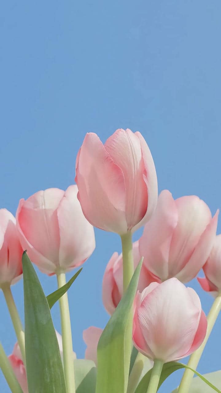 Hoa tulip làm hình nền