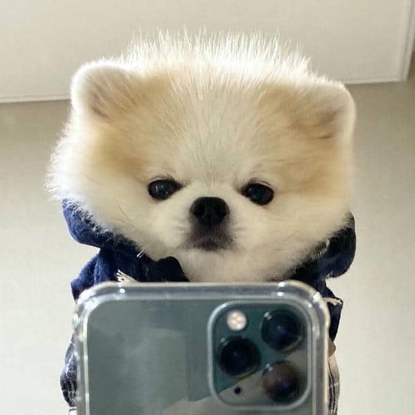 Selfie avatar chó cute