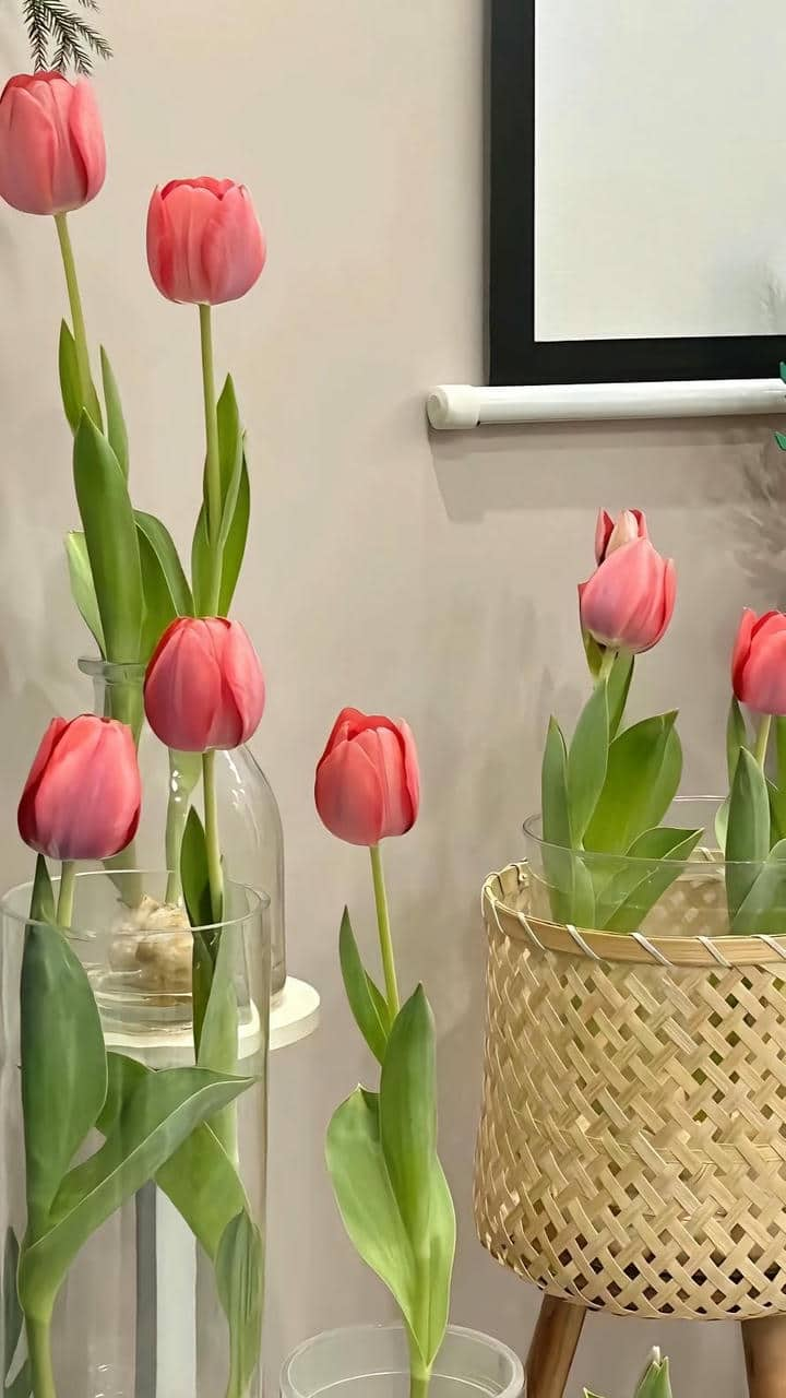 Tulip hình nền